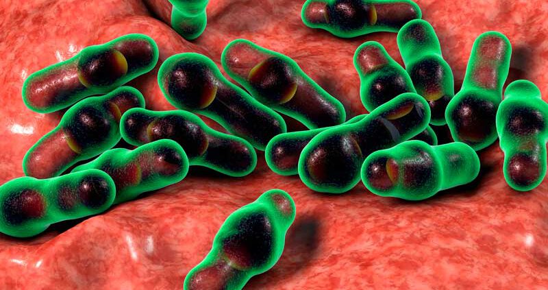 que es clostridium perfringens