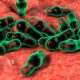 que es clostridium perfringens